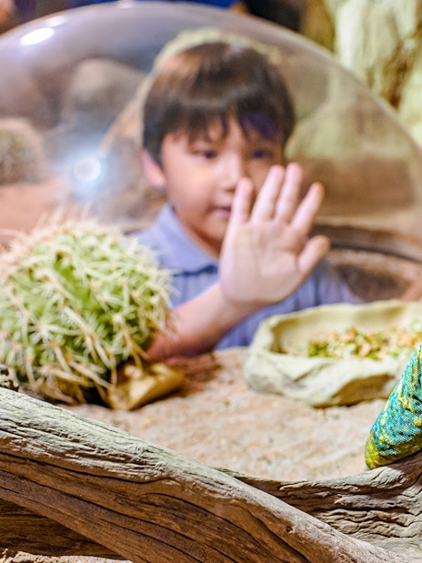 Child observing a lizard on a log at Singapore Zoo reptile exhibit.