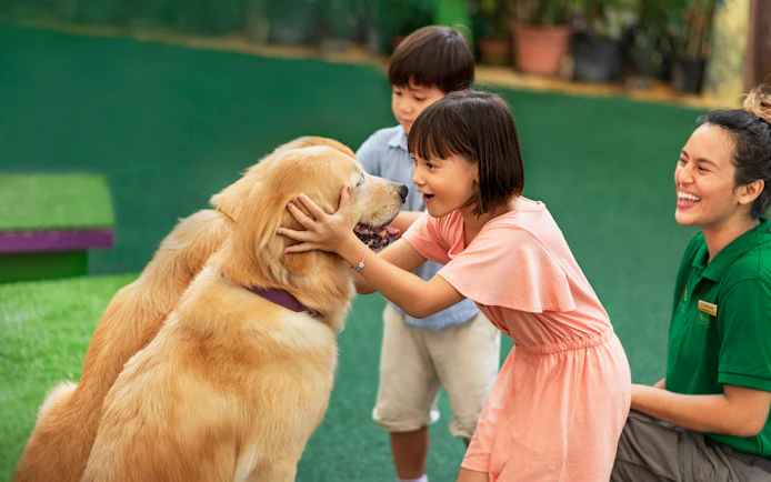 Child petting Golden Retriever at Singapore Zoo.