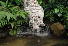 singapore zoo -1