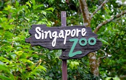 Singapore Zoo - 5 day Singapore itinerary