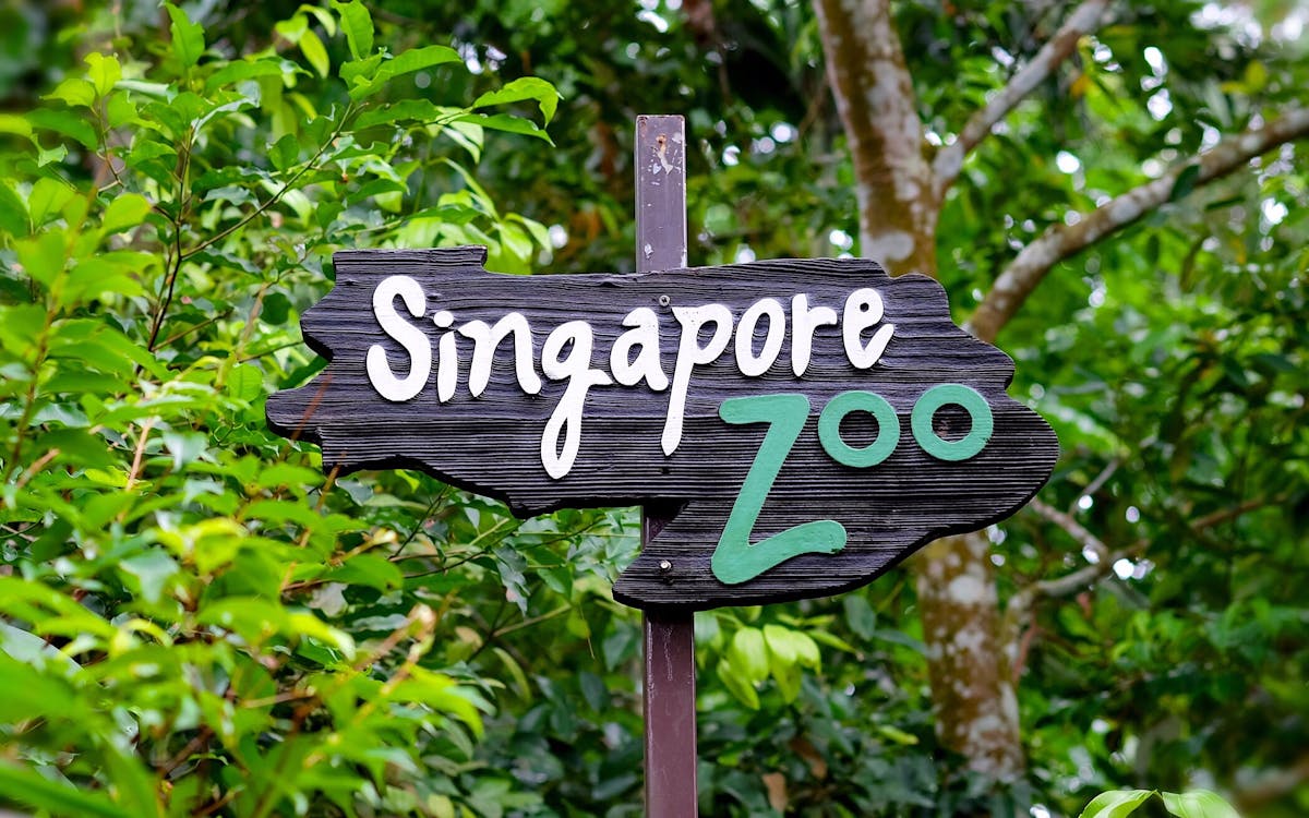 visit to singapore zoo