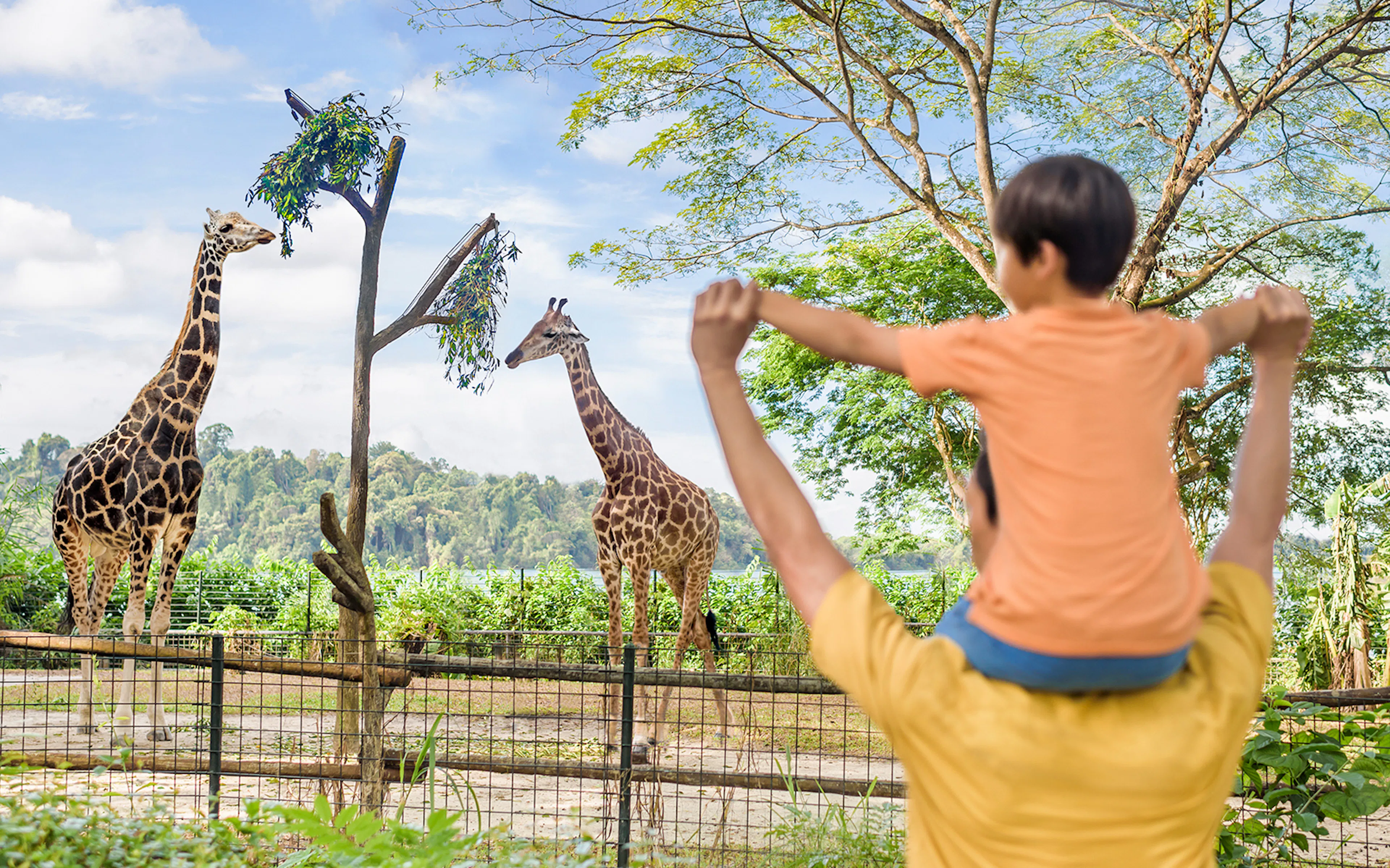 Father and son observing giraffes at Singapore Zoo.