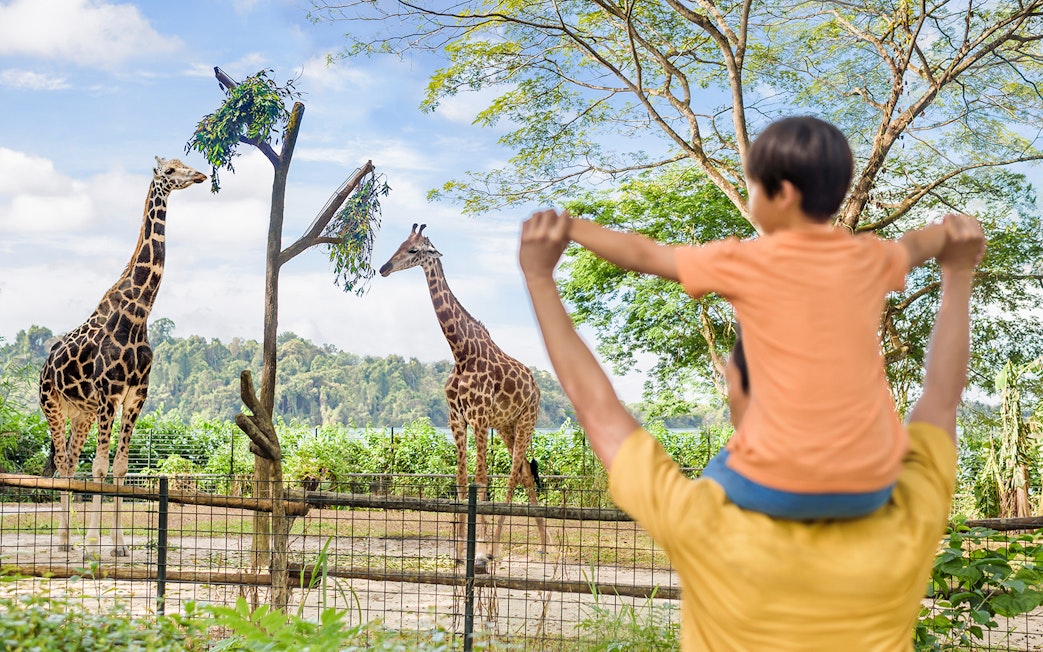 Father and son observing giraffes at Singapore Zoo.