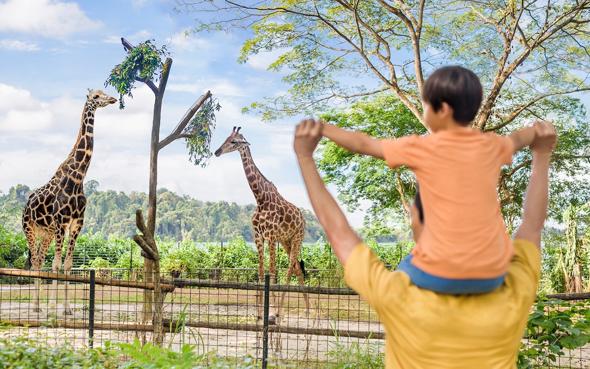 Father and son observing giraffes at Singapore Zoo.