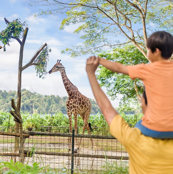 Facts you need to know about the Singapore Zoo