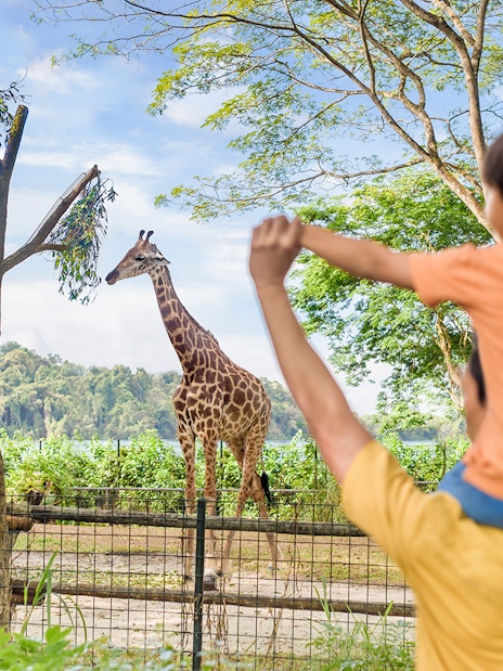 Father and son observing giraffes at Singapore Zoo.
