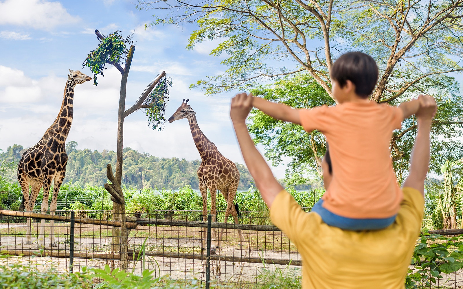 Father and son observing giraffes at Singapore Zoo.