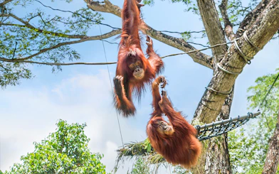 Orangutans swinging on ropes at Singapore Zoo.