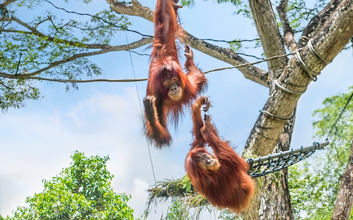 Orangutans swinging on ropes at Singapore Zoo.