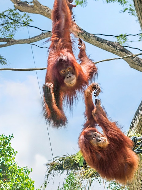 Orangutans swinging on ropes at Singapore Zoo.