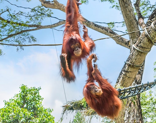 Orangutans swinging on ropes at Singapore Zoo.