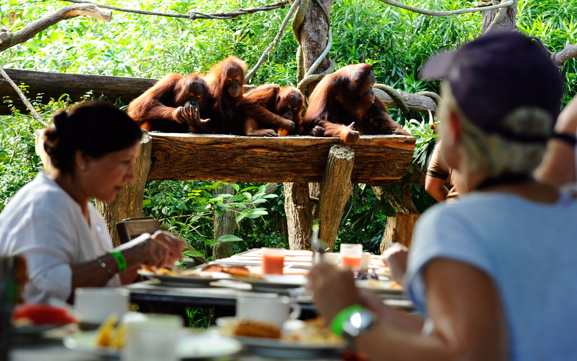 singapore zoo tickets 3