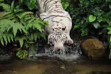 Best Things to do in Singapore - Singapore Zoo - 2