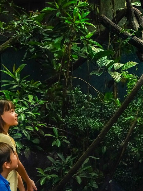 Family observing a pangolin in a lush, green exhibit at Night Safari.