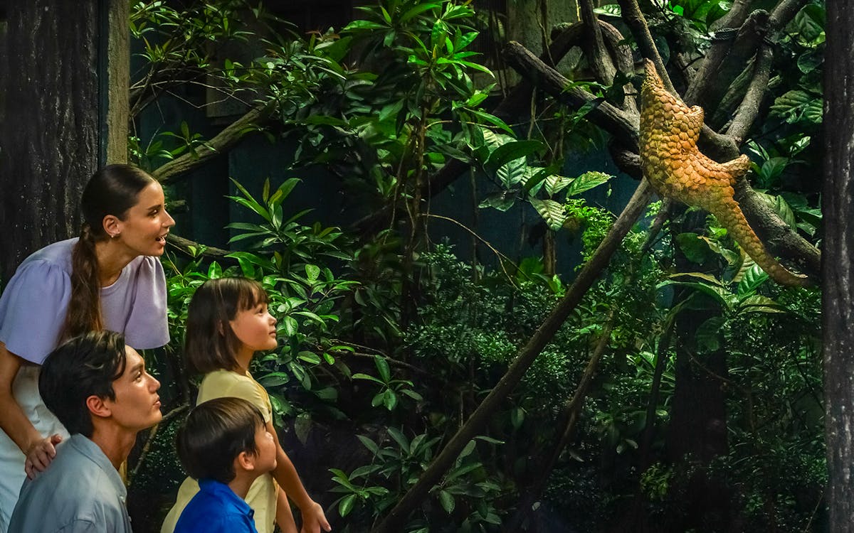 tickets to singapore night safari with tram ride-6 tickets to singapore night safari with tram ride-6