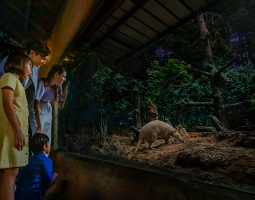 Family watching an aardvark, Singapore Night Safari with Tram Ride