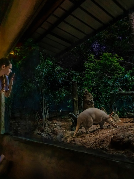 Family observing an aardvark at Singapore Night Safari.