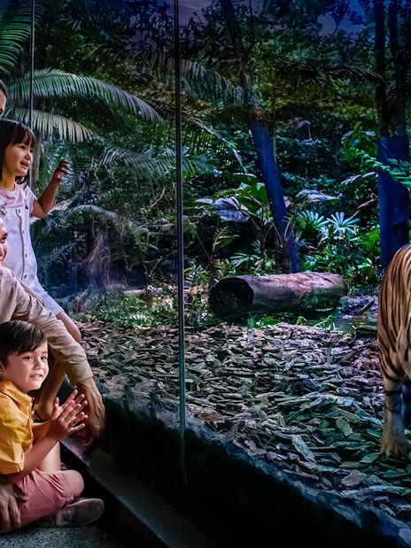 Family observing tiger through glass at Night Safari, Singapore.
