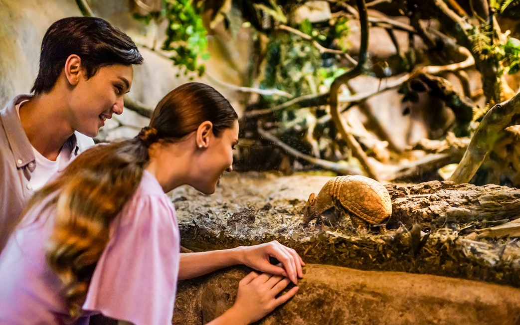 Family observing armadillo at Singapore Night Safari.