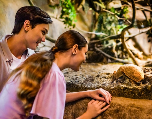 night safari park singapore