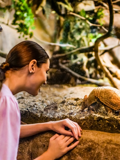 Family observing armadillo at Singapore Night Safari.