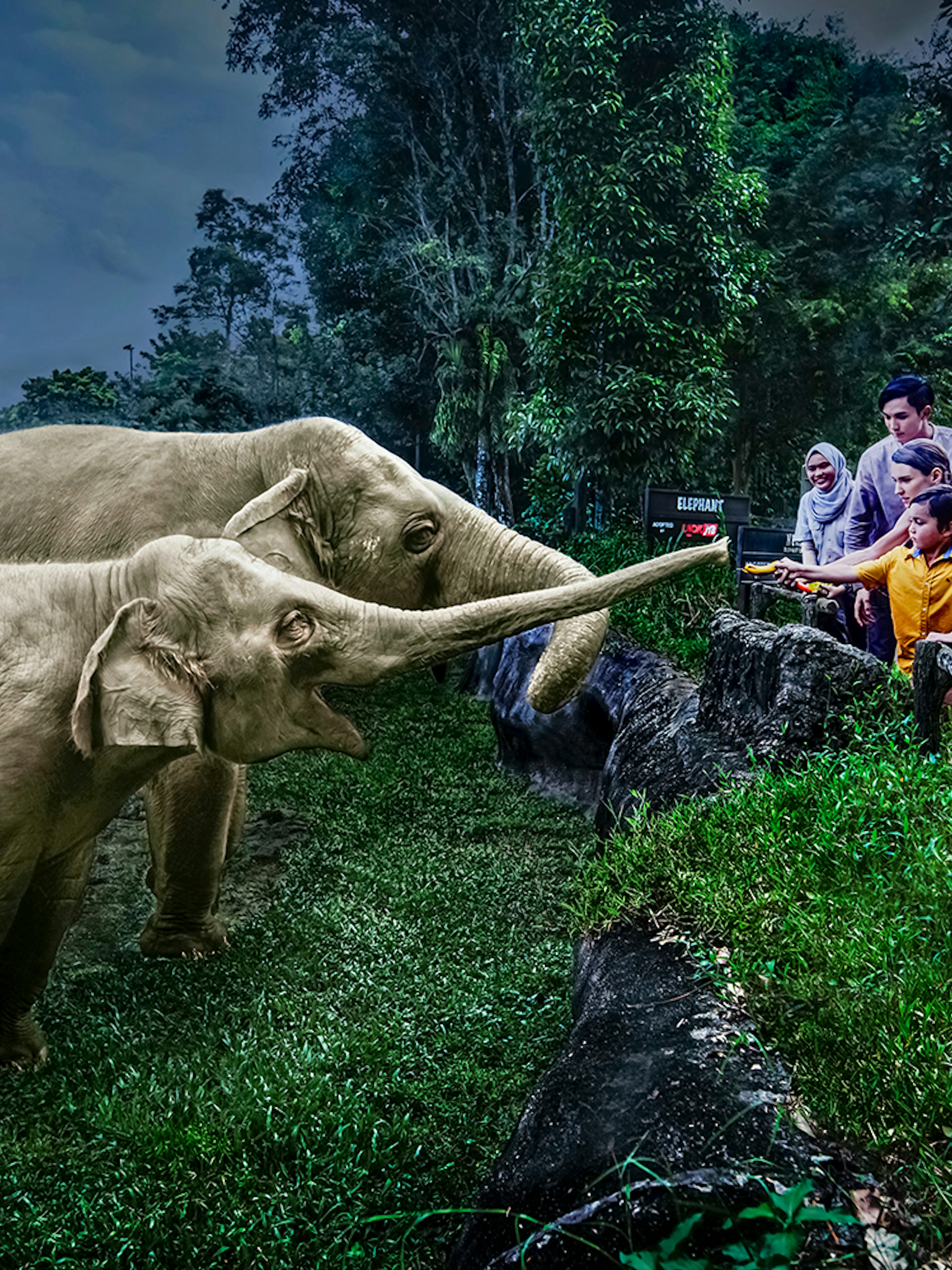 Family feeding elephants on Singapore Night Safari tram ride.