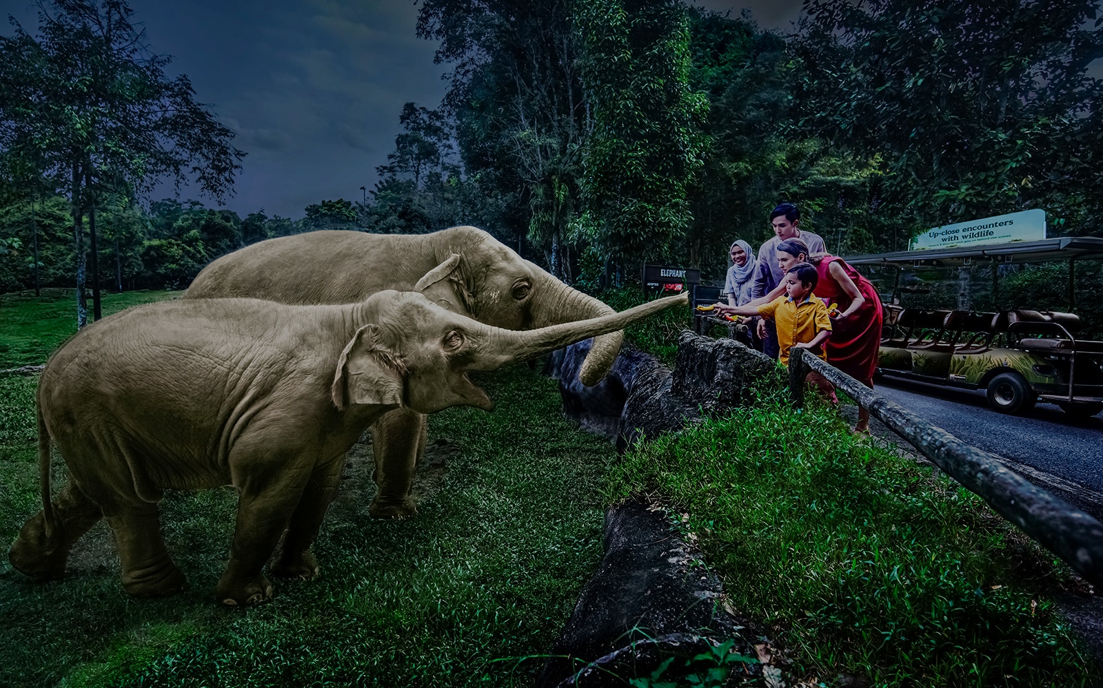 Family feeding elephants on Singapore Night Safari tram ride.