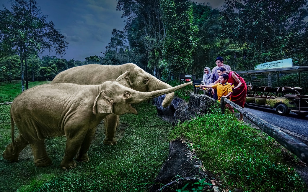 Family feeding elephants on Singapore Night Safari tram ride.