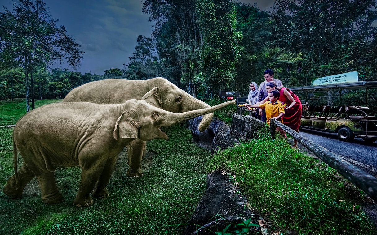 Family feeding elephants on Singapore Night Safari tram ride.