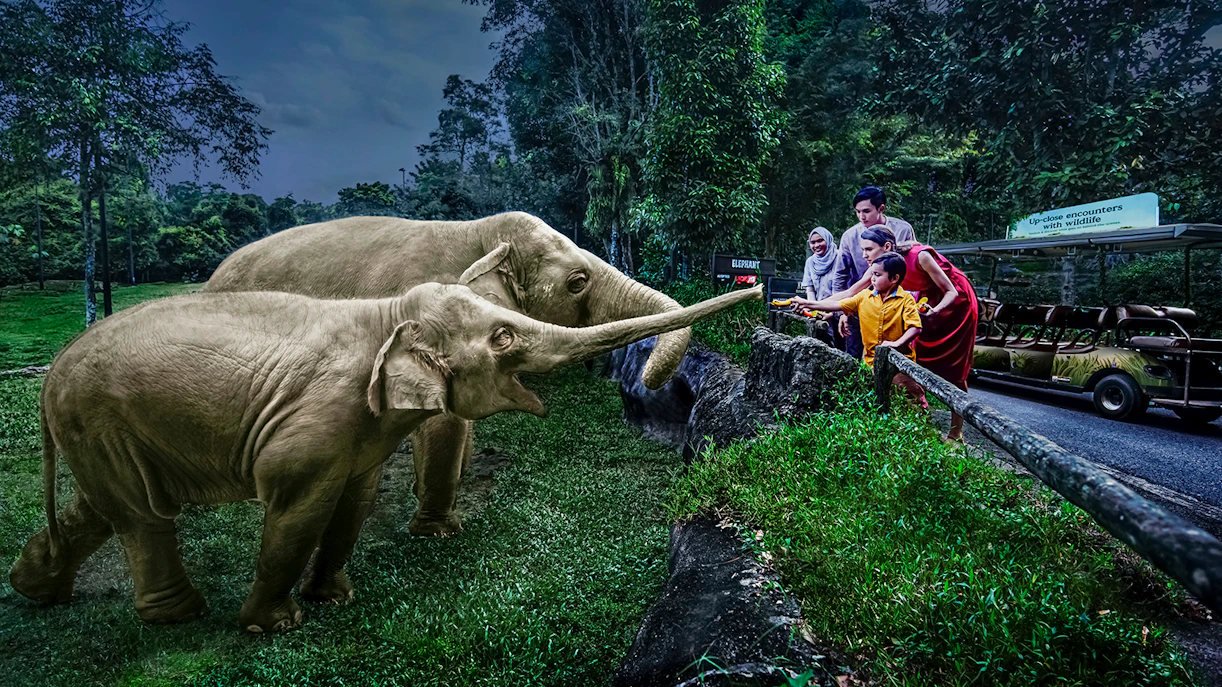 Family feeding elephants on Singapore Night Safari tram ride.