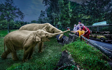 Family feeding elephants on Singapore Night Safari tram ride.