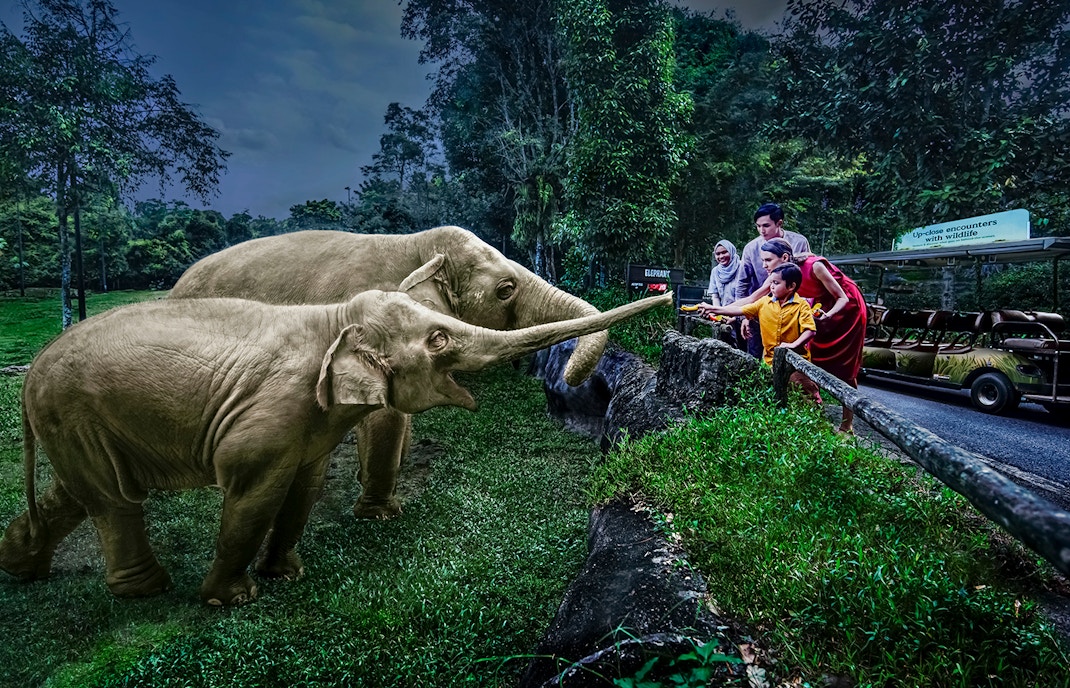 Family feeding elephants on Singapore Night Safari tram ride.