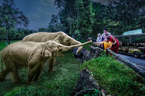 Night Safari Tickets with Tram Ride