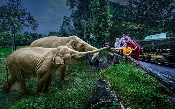 Family feeding elephants on Singapore Night Safari tram ride.