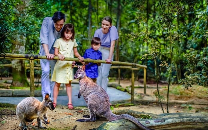Family observing kangaroos at Night Safari, Singapore.