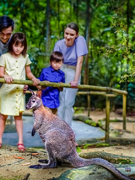 Family observing kangaroos at Night Safari, Singapore.