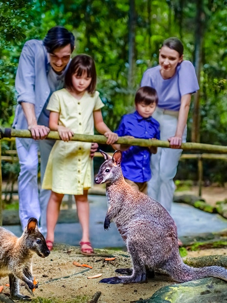 Family observing kangaroos at Night Safari, Singapore.