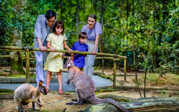 Family observing kangaroos at Night Safari, Singapore.