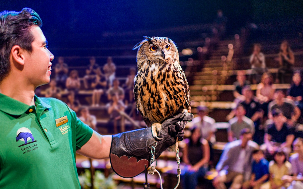 Handler presenting an owl during the night show at Singapore Night Safari.
