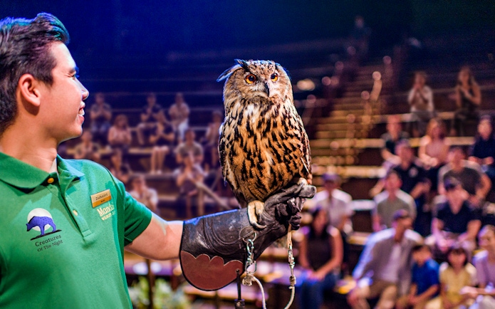 Handler presenting an owl during the night show at Singapore Night Safari.