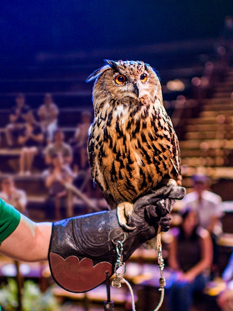 Handler presenting an owl during the night show at Singapore Night Safari.