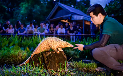 Handler interacting with a pangolin during the night show at Singapore Night Safari.
