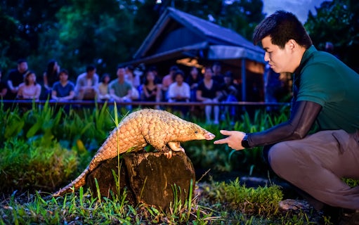 Handler interacting with a pangolin during the night show at Singapore Night Safari.