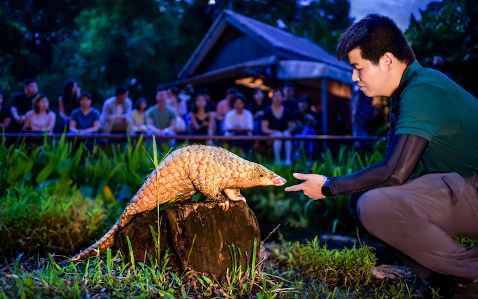 Handler interacting with a pangolin during the night show at Singapore Night Safari.