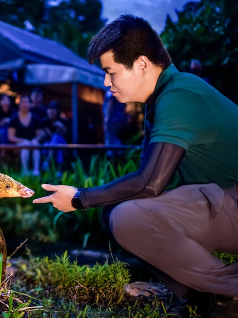 Handler interacting with a pangolin during the night show at Singapore Night Safari.