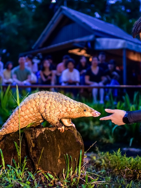 Handler interacting with a pangolin during the night show at Singapore Night Safari.
