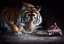 Night Safari singapore-1