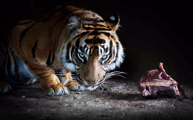 skip the line night safari tickets