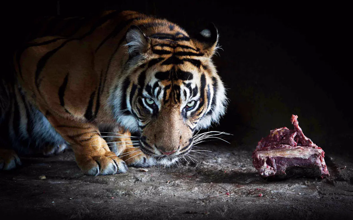 Singapore Night Safari