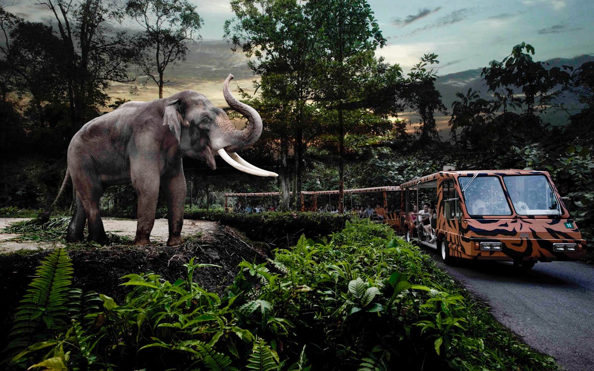 singapore night safari with hotel transfers-7 singapore night safari with hotel transfers-7